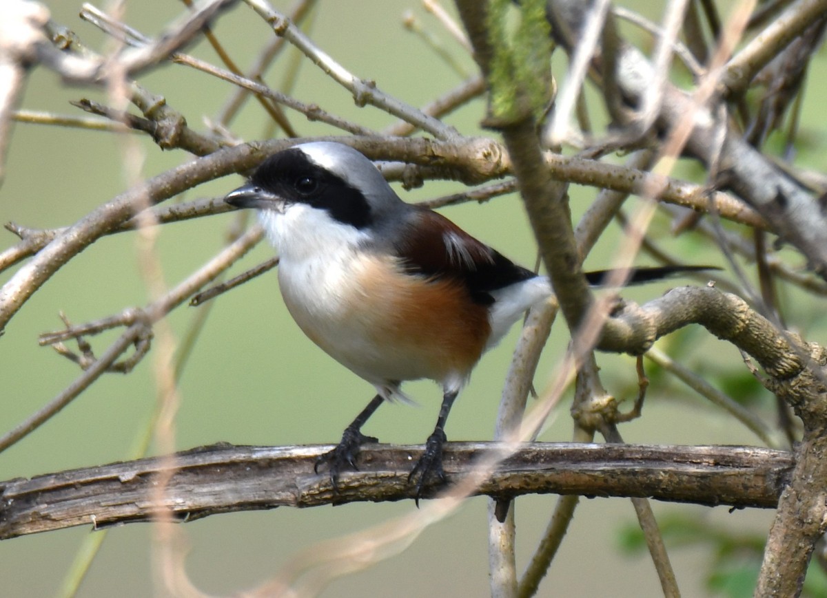 Bay-backed Shrike - ML643872741