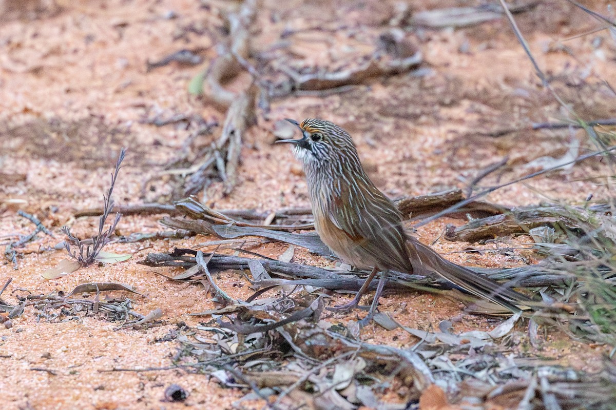 stripegressmett - ML643872756