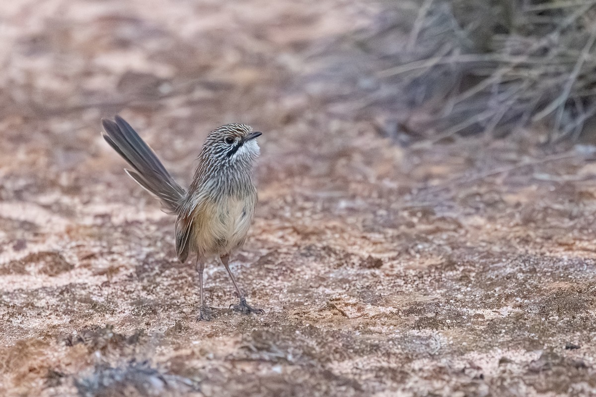 stripegressmett - ML643872757