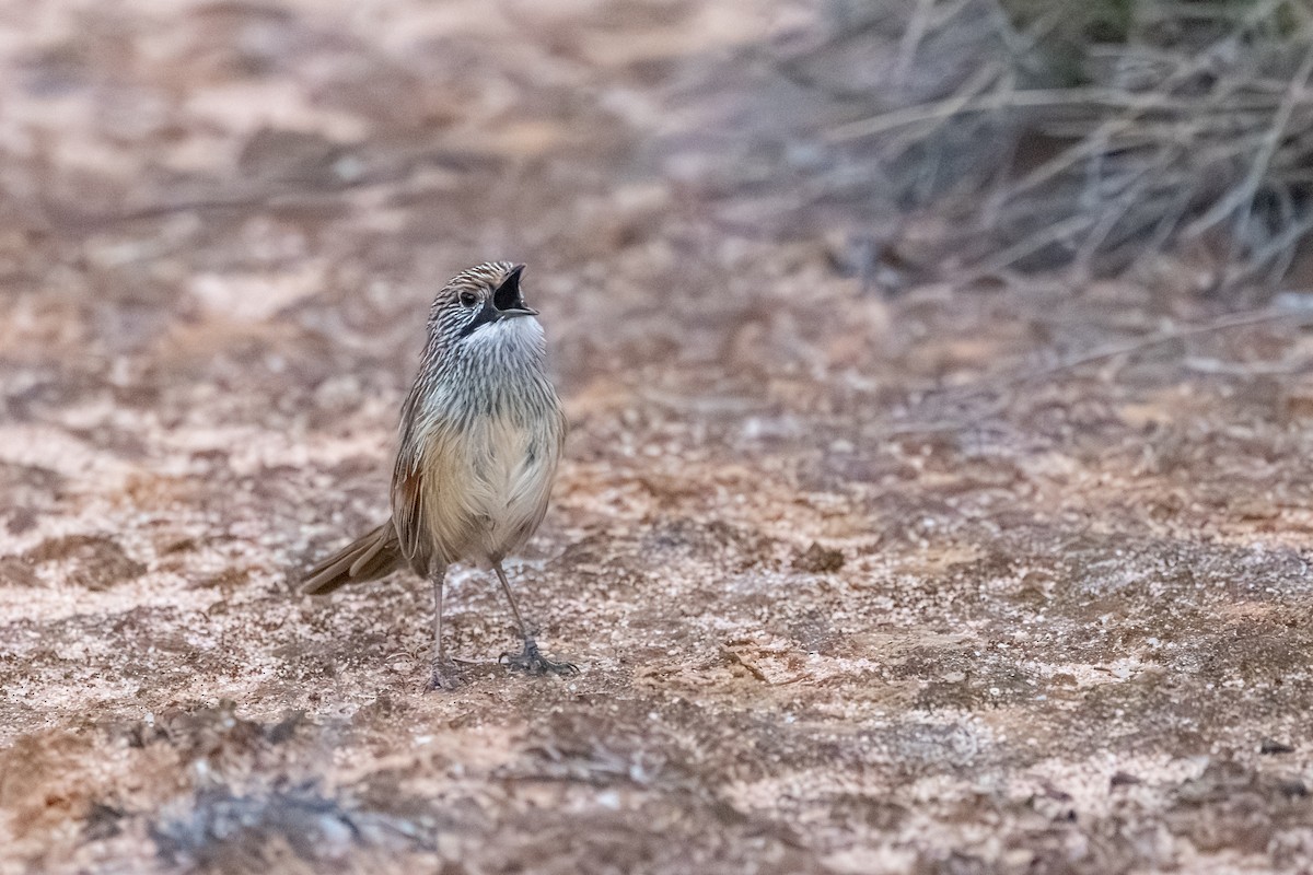 stripegressmett - ML643872758