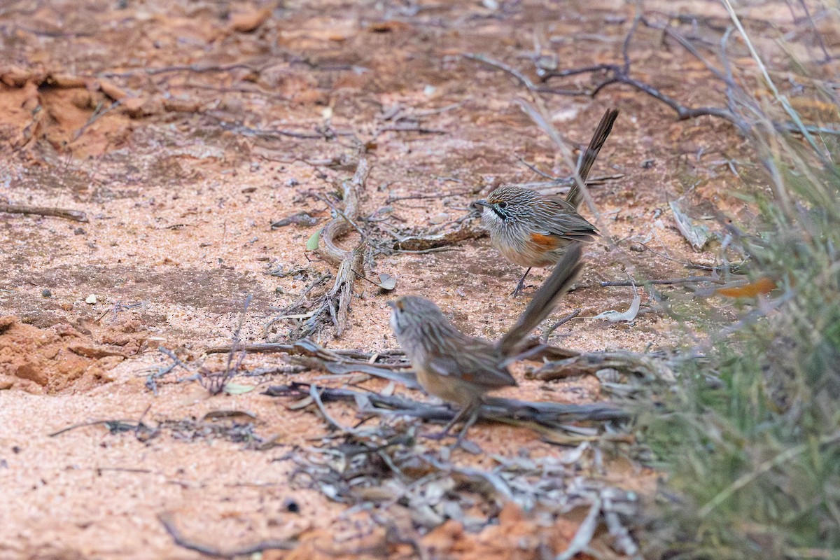 stripegressmett - ML643872759