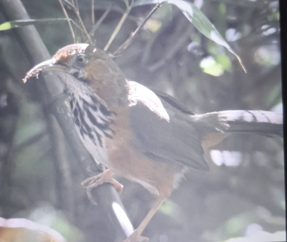 Black-streaked Scimitar-Babbler - ML643872775