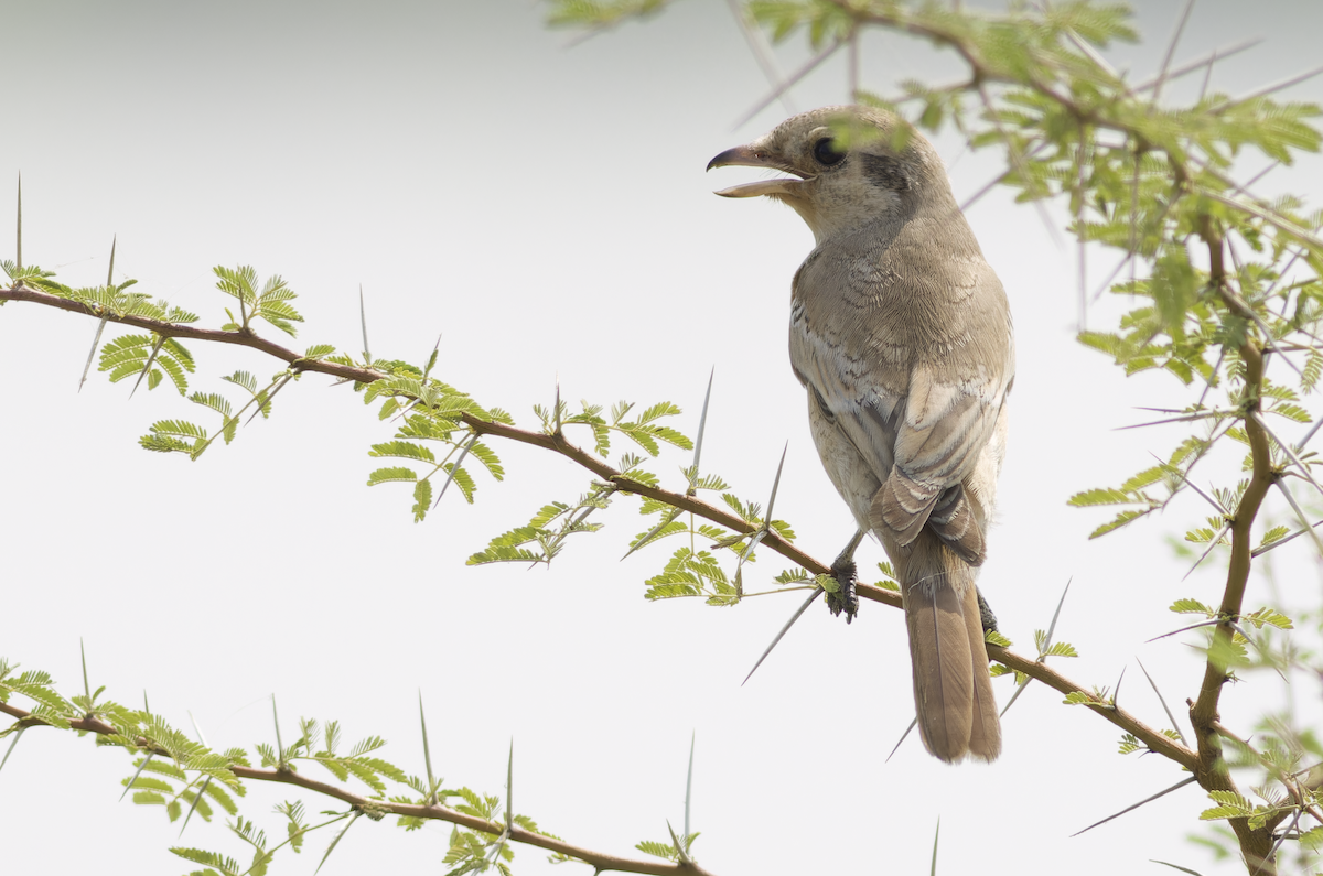 Isabelline Shrike - ML643872776