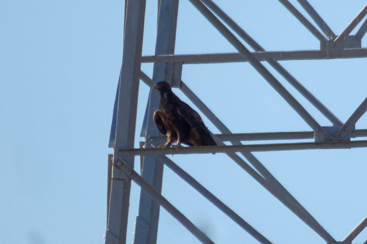 Цармын бүргэд - ML643872789