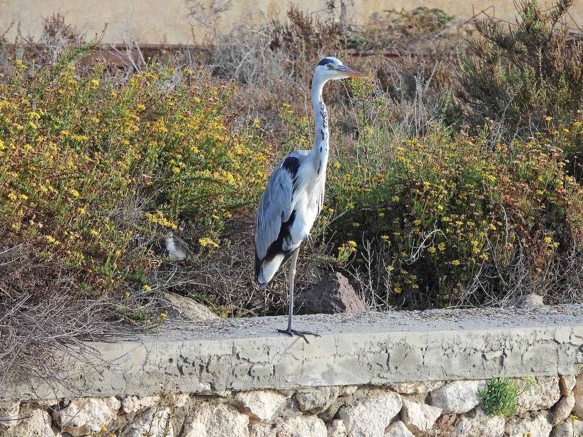 Gray Heron - ML643872793