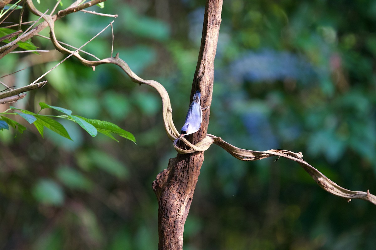 Velvet-fronted Nuthatch - ML643872794
