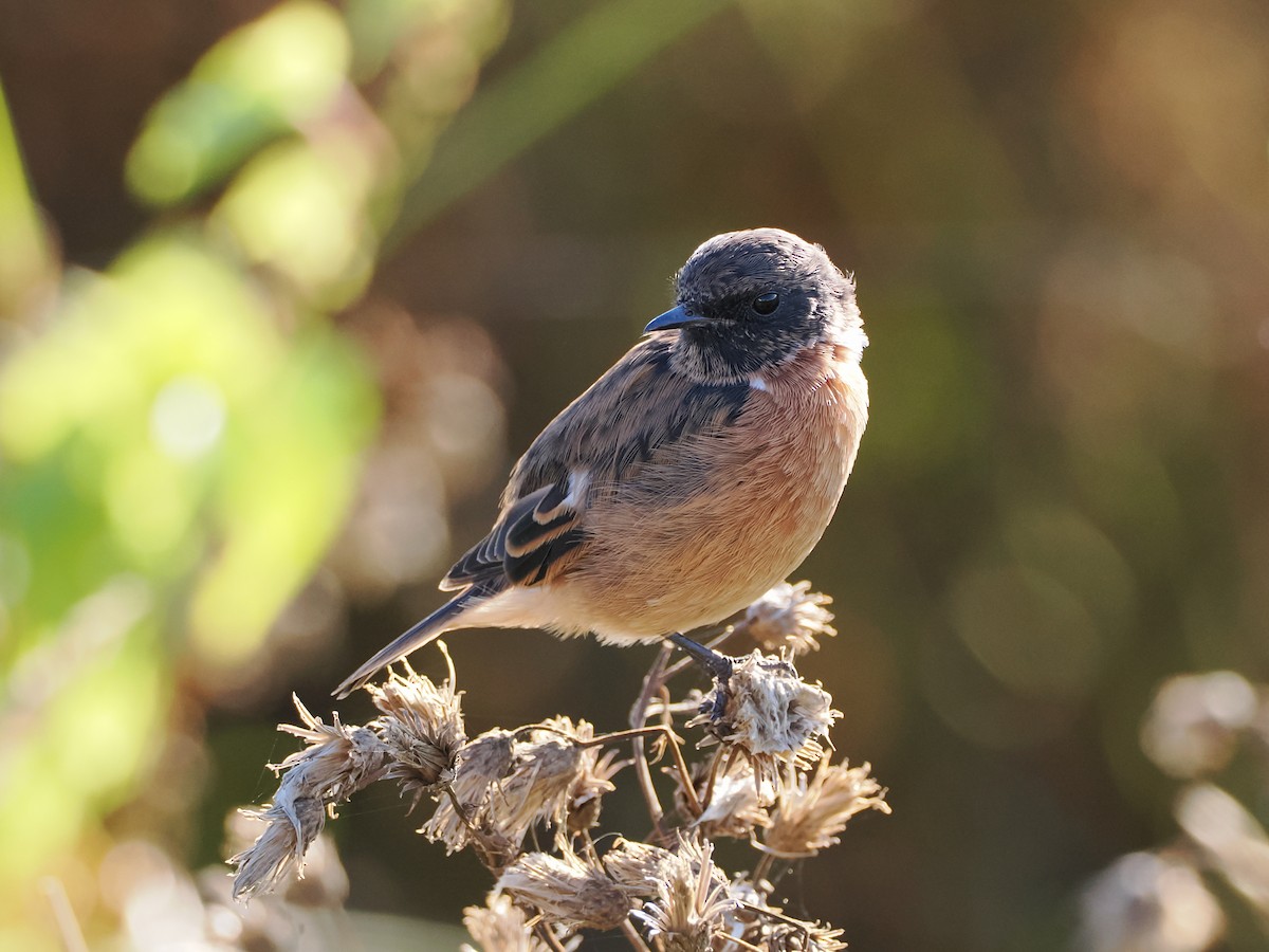 European Stonechat - ML643872799