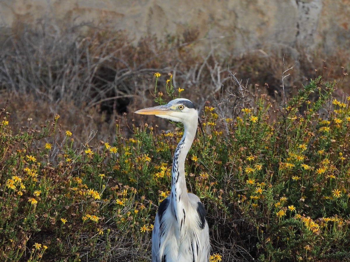 Gray Heron - ML643872807