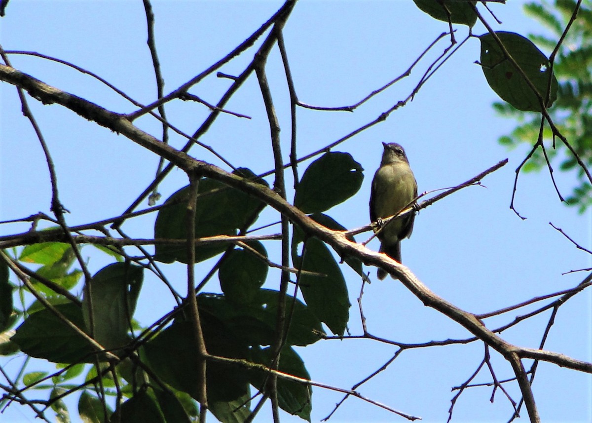 Gray-crowned Flatbill - ML64387281