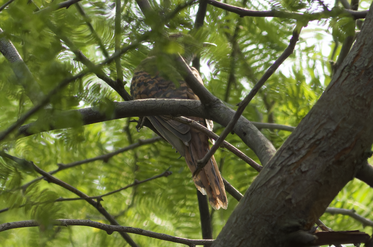 Gray-bellied Cuckoo - ML643872812