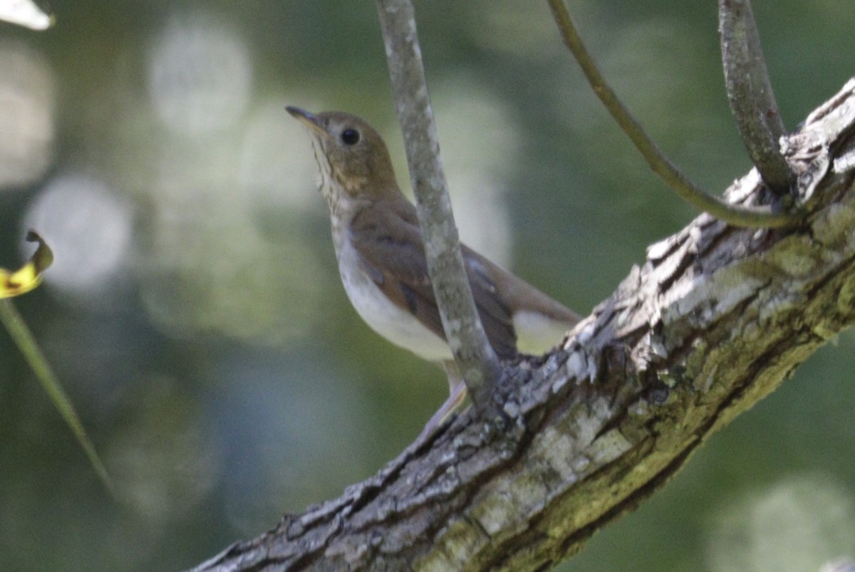 Veery - ML643872813