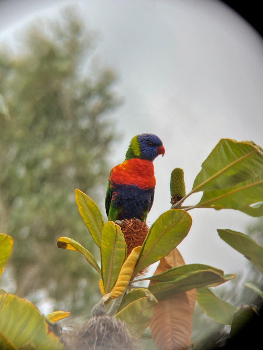 Rainbow Lorikeet - ML643872824