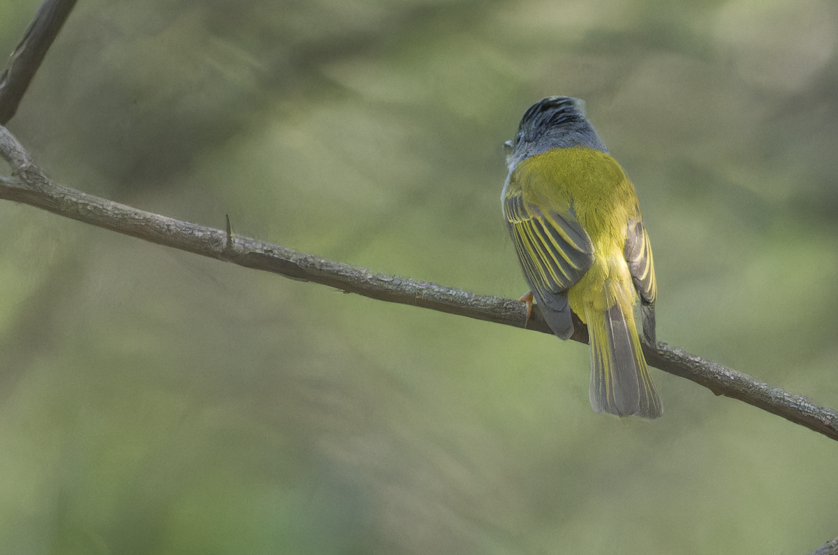 Gray-headed Canary-Flycatcher - ML643872829