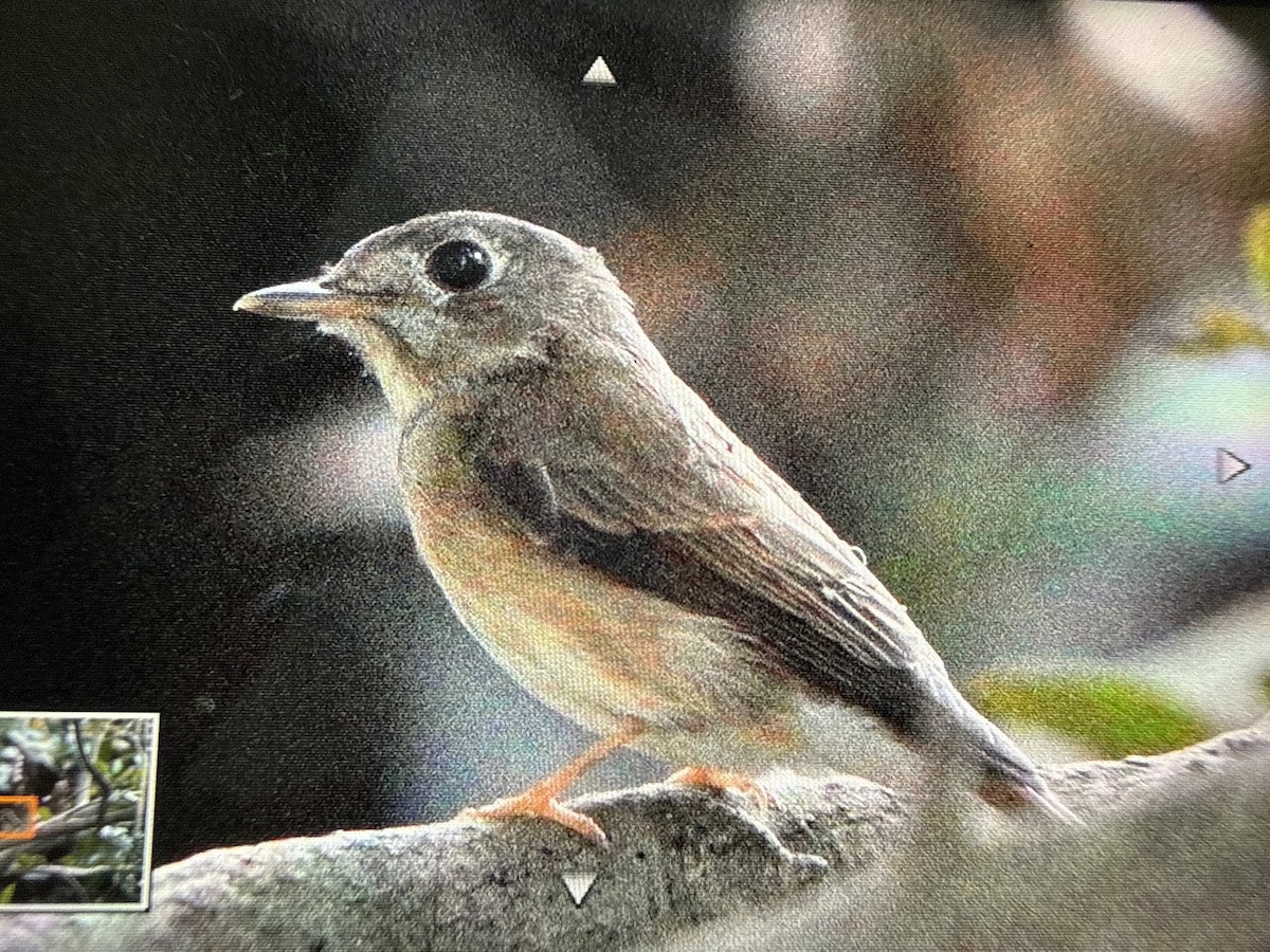 Brown-breasted Flycatcher - ML643872843