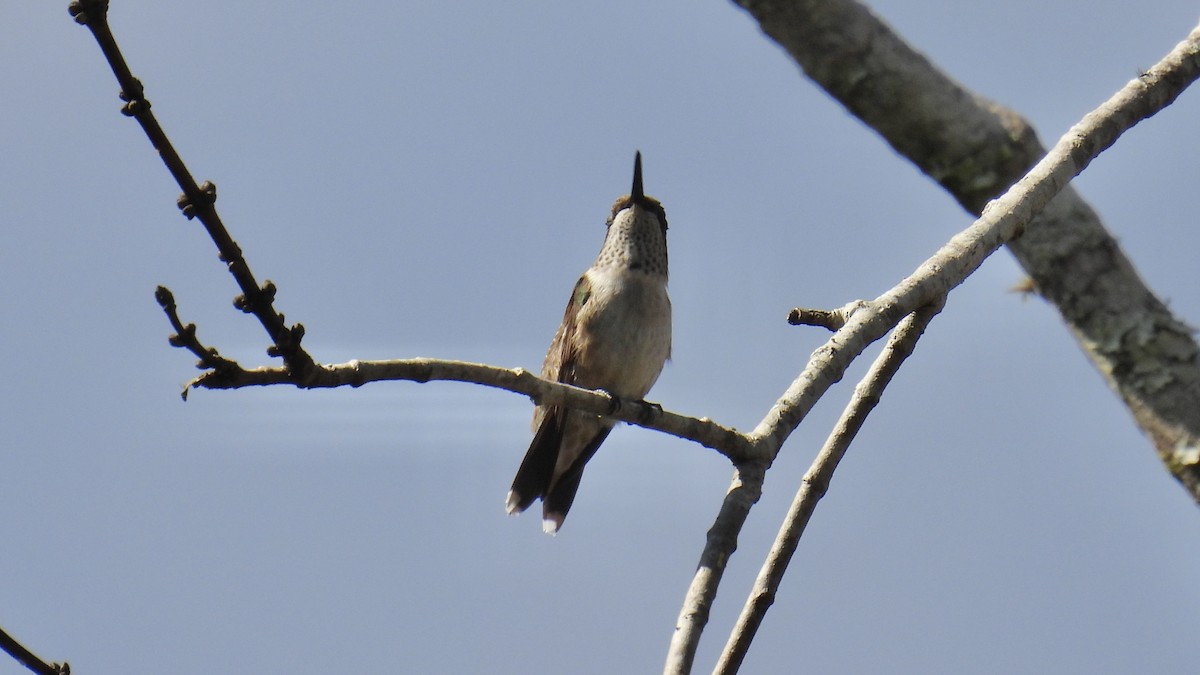 Ruby-throated Hummingbird - ML643872850