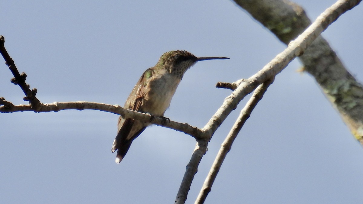 Ruby-throated Hummingbird - ML643872856