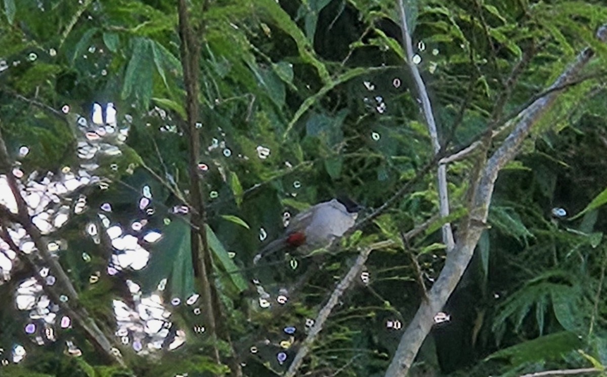 Bulbul Ventridorado - ML643872862