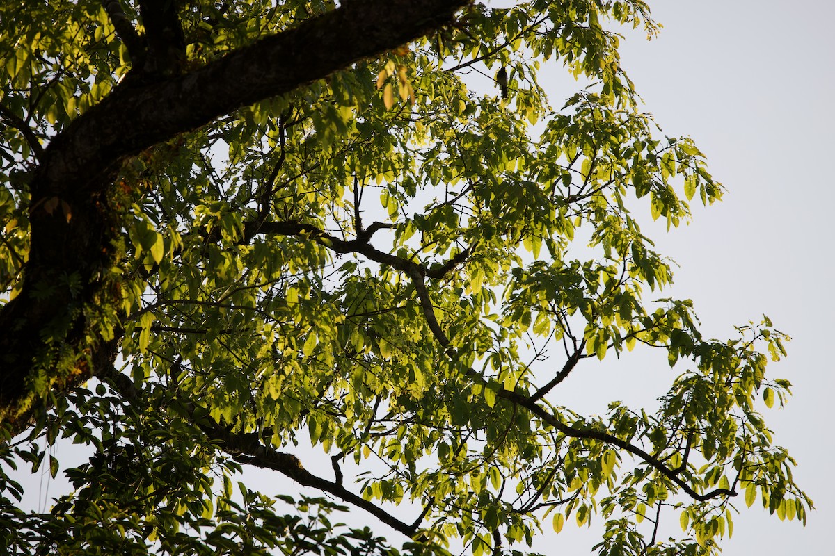 Stripe-breasted Woodpecker - ML643872895