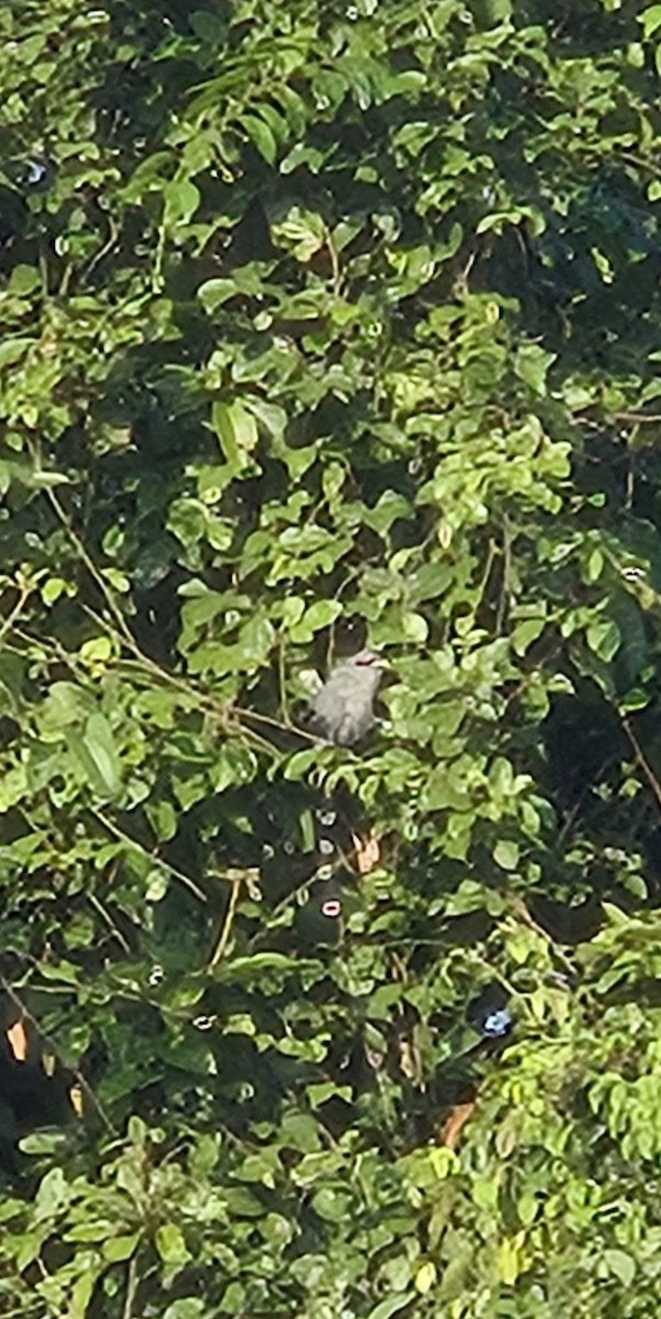 Green-billed Malkoha - ML643872906