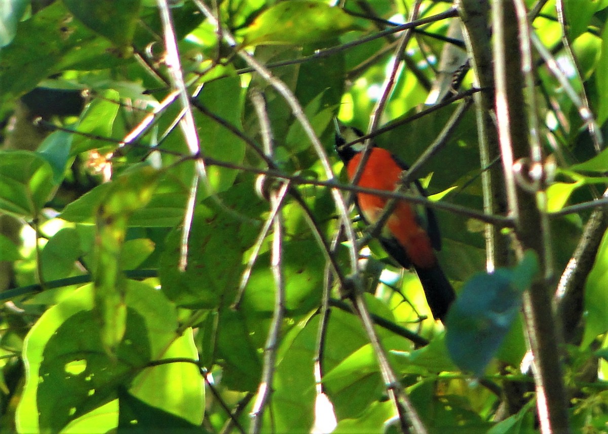 Rose-breasted Chat (Rose-breasted) - ML64387291