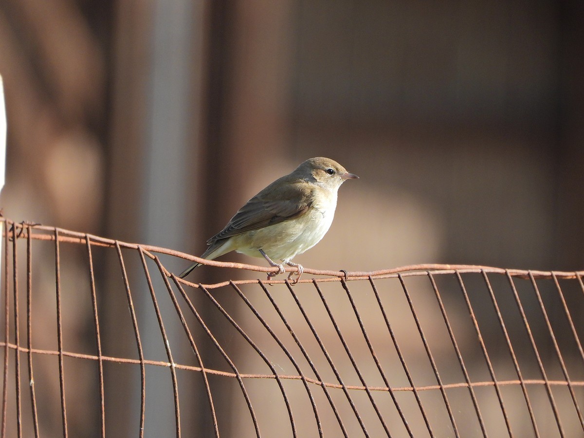 Garden Warbler - ML643872911