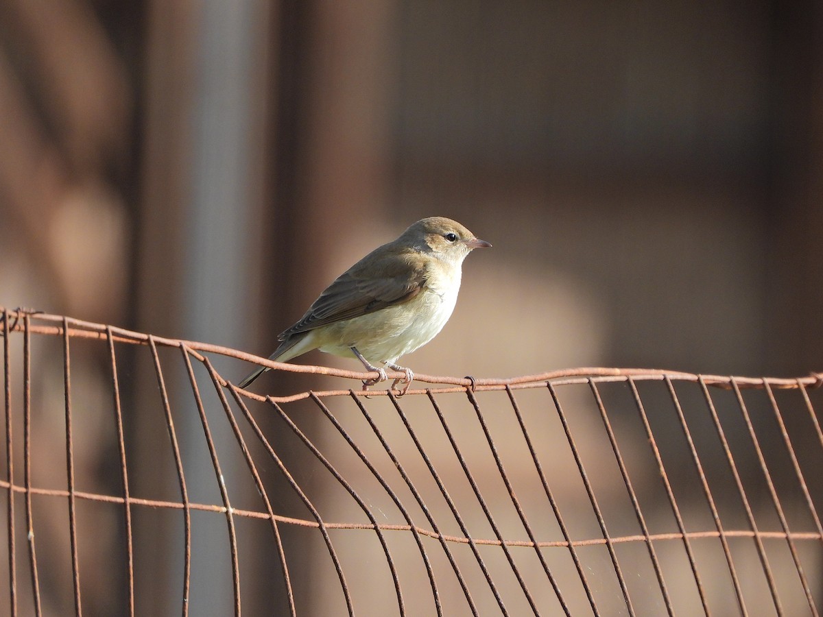 Garden Warbler - ML643872912