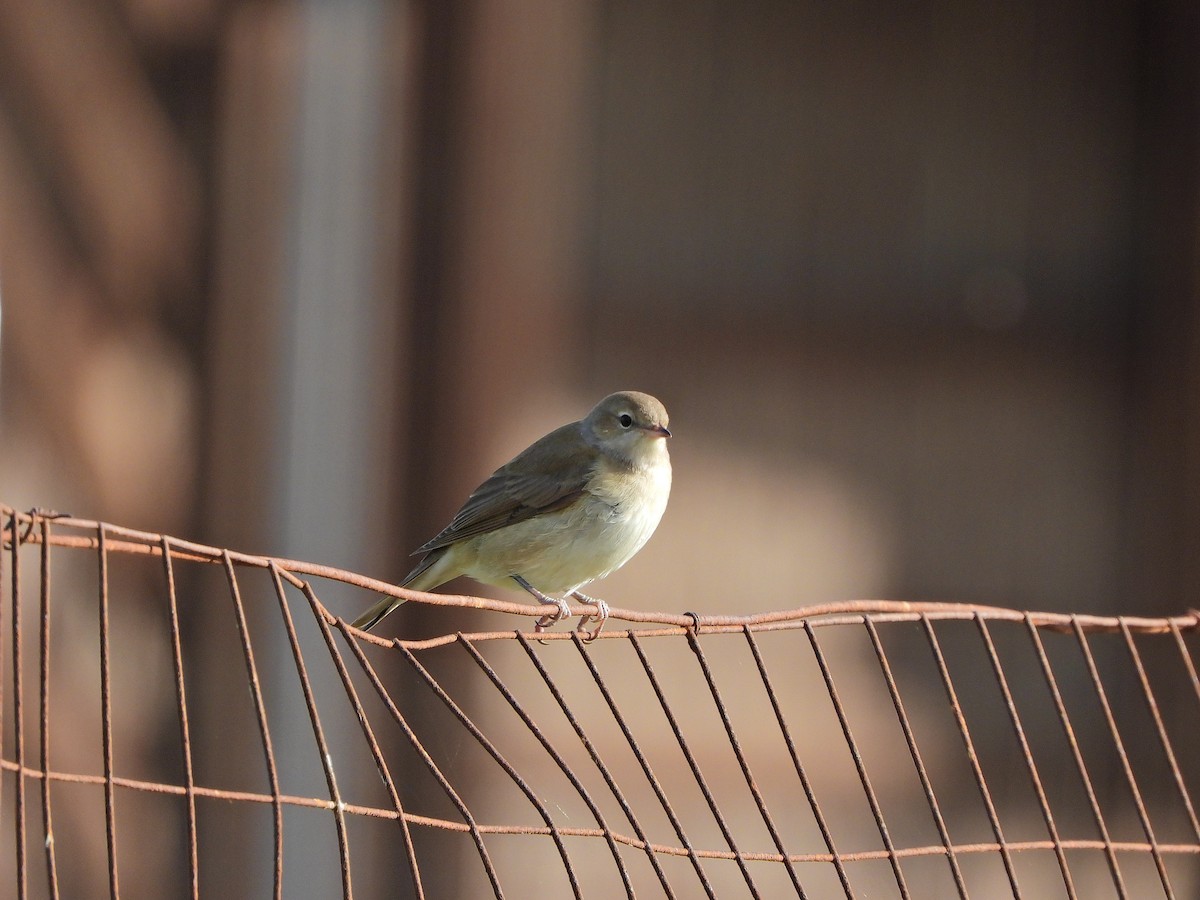 Garden Warbler - ML643872913