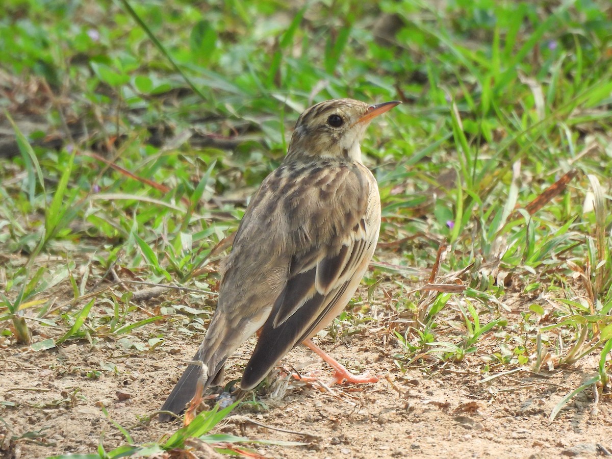 Blyth's Pipit - ML643872916