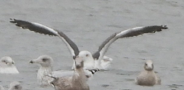 Great Black-backed Gull - ML643872927