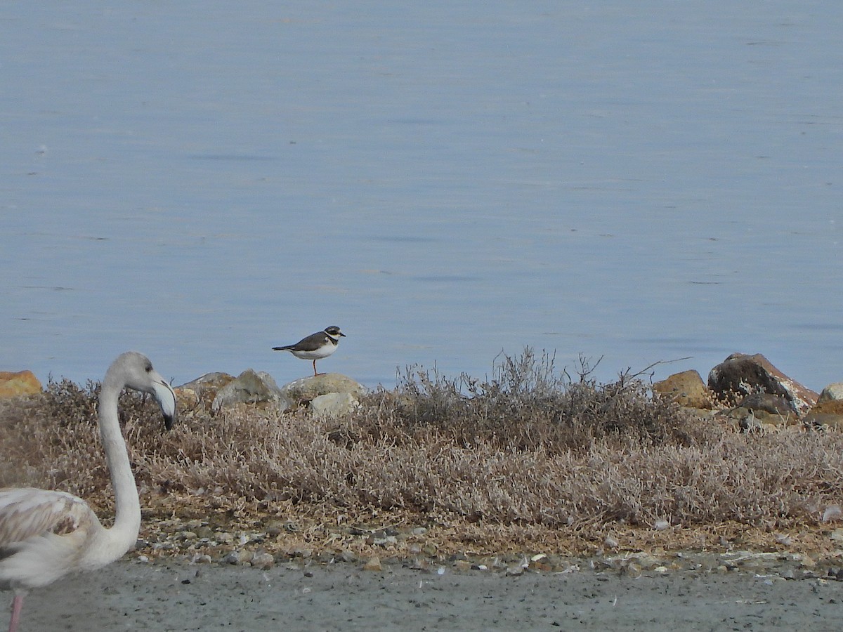 Common Ringed Plover - ML643872931