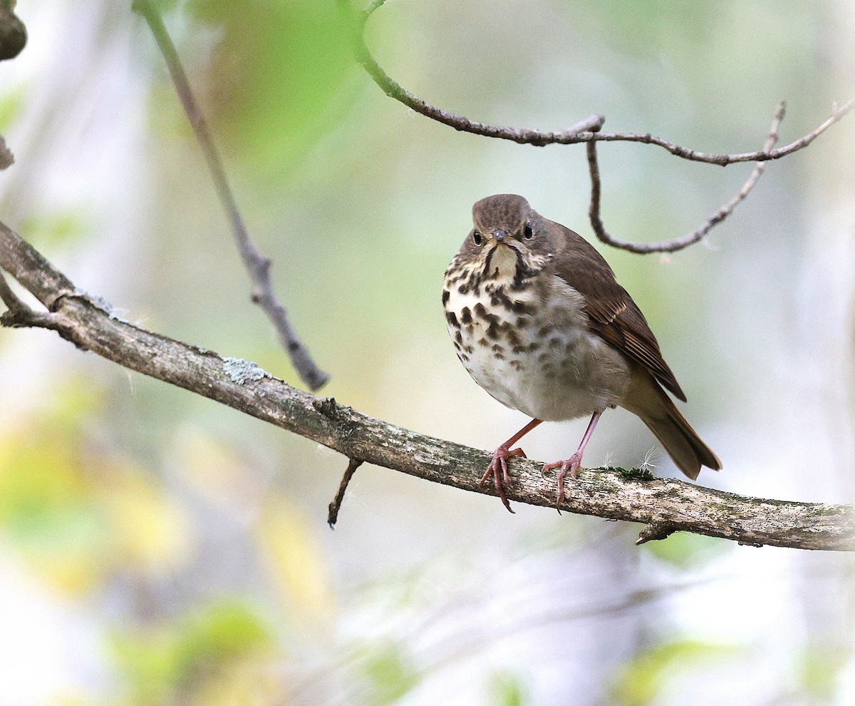 Hermit Thrush - ML643872937