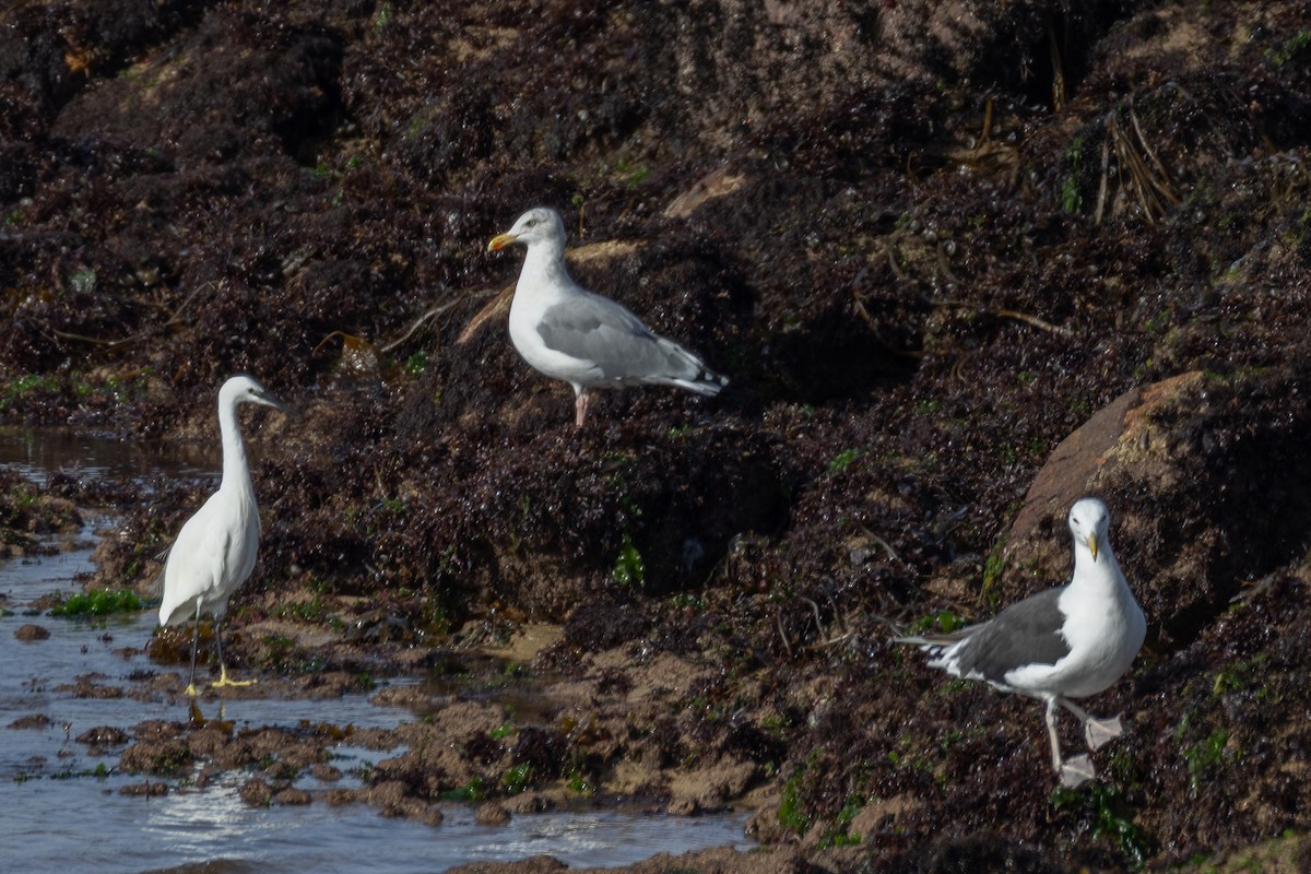 Great Black-backed Gull - ML643872977