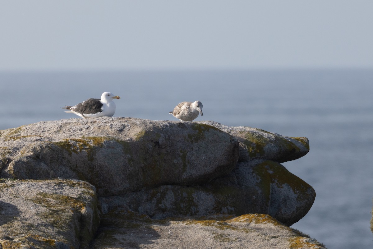 Great Black-backed Gull - ML643872978