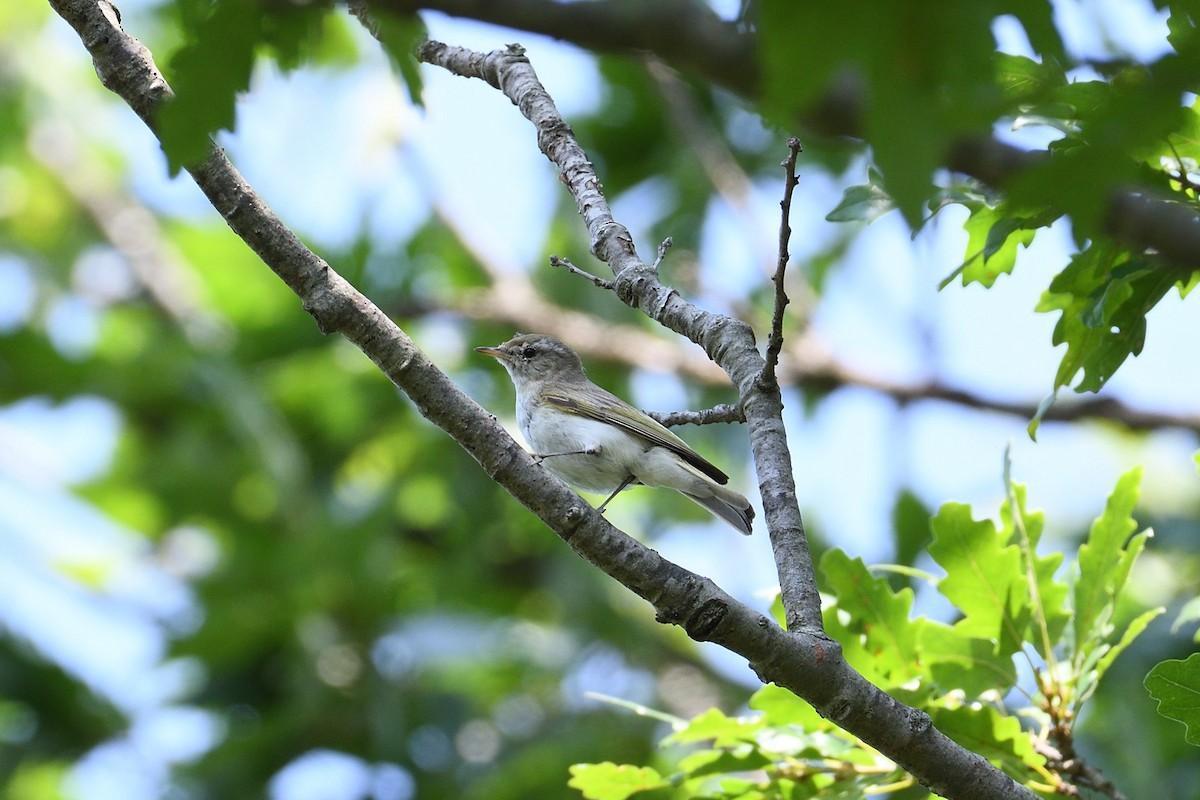 Eastern Bonelli's Warbler - ML643872981