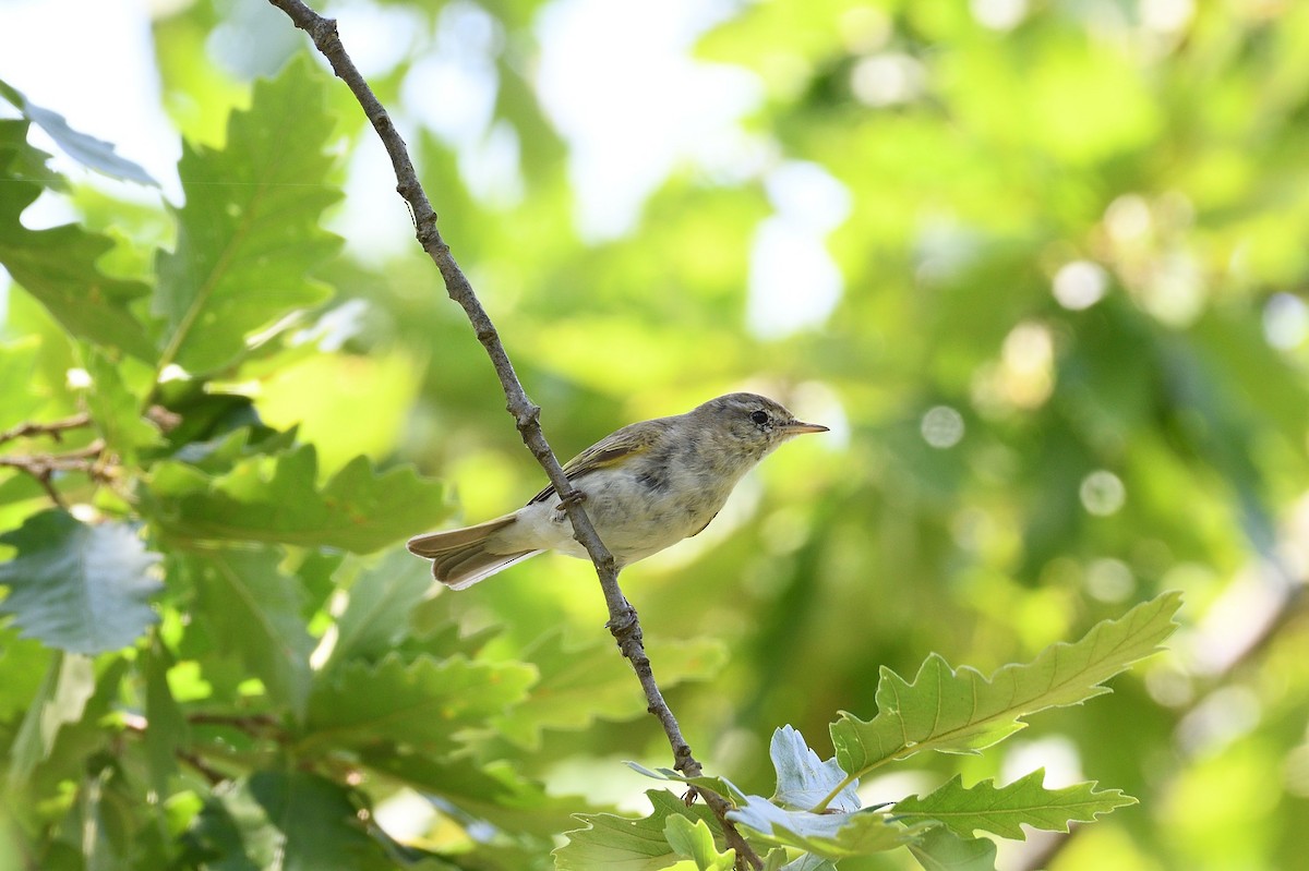 Eastern Bonelli's Warbler - ML643872982