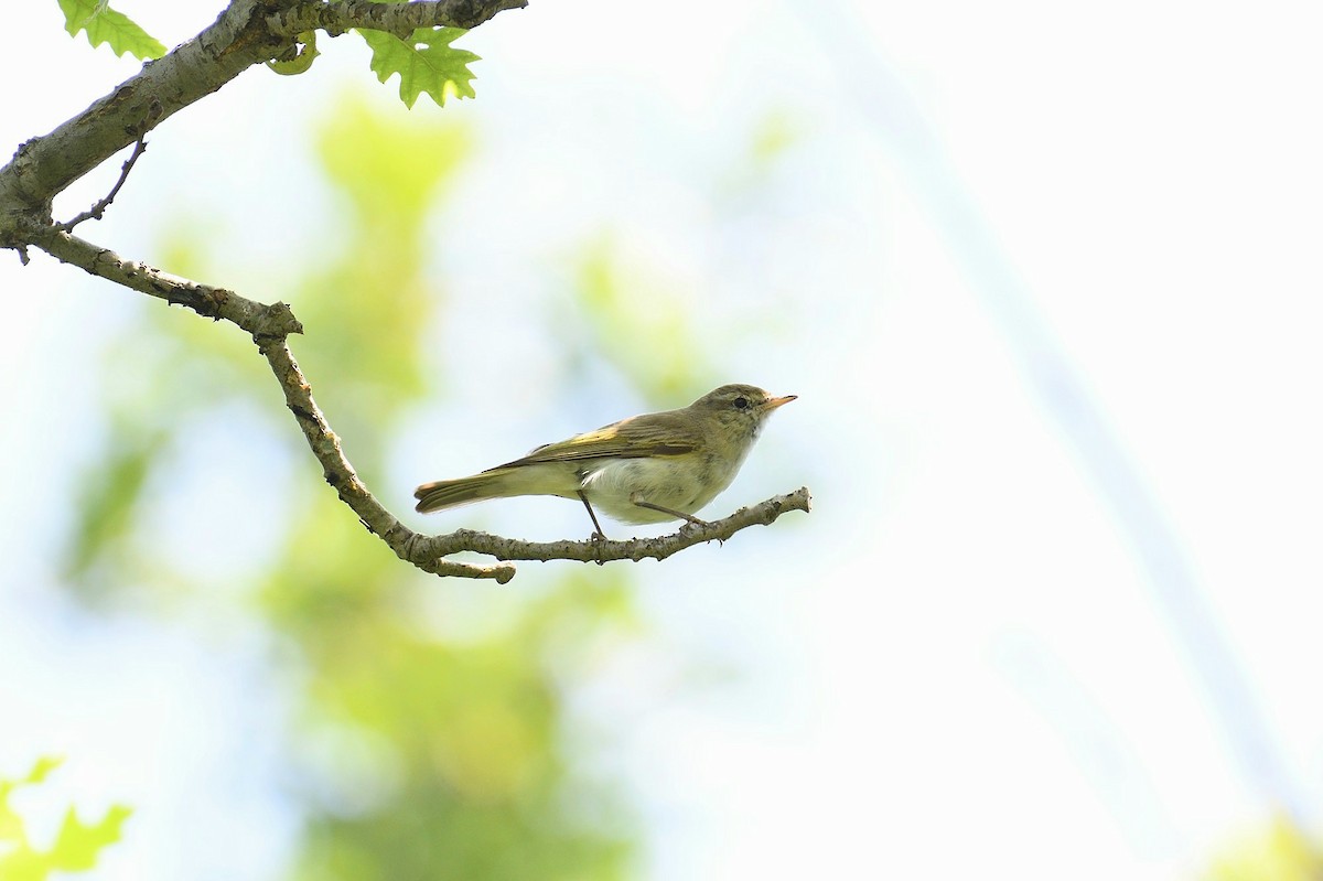 Eastern Bonelli's Warbler - ML643872983