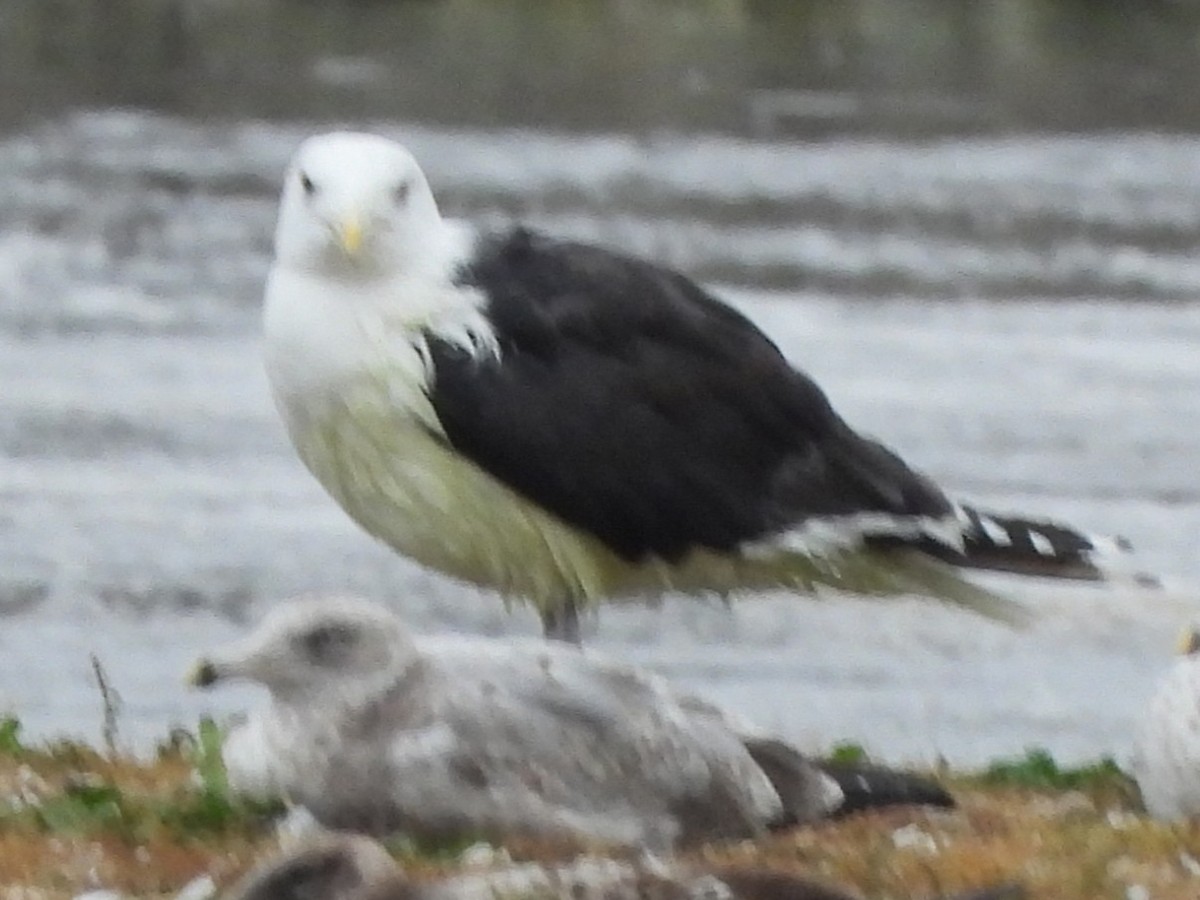 Great Black-backed Gull - ML643873046
