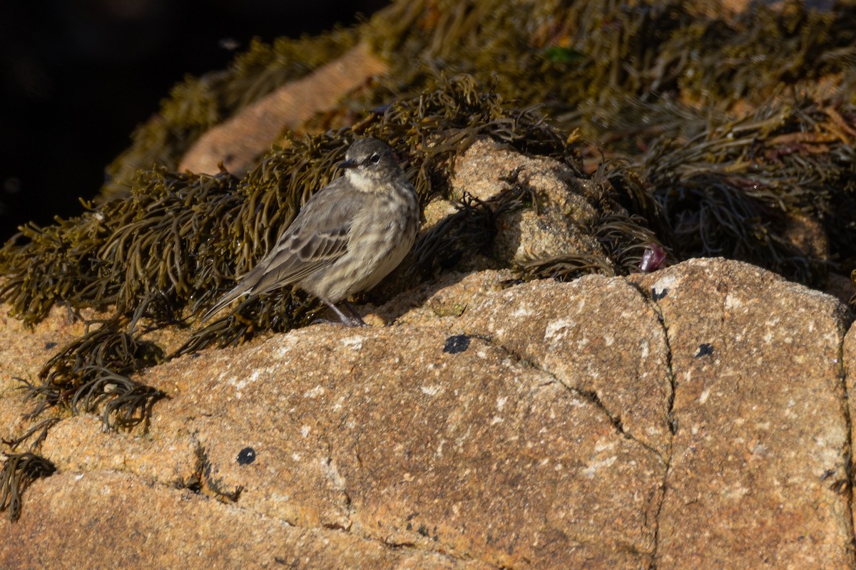 Rock Pipit - ML643873047