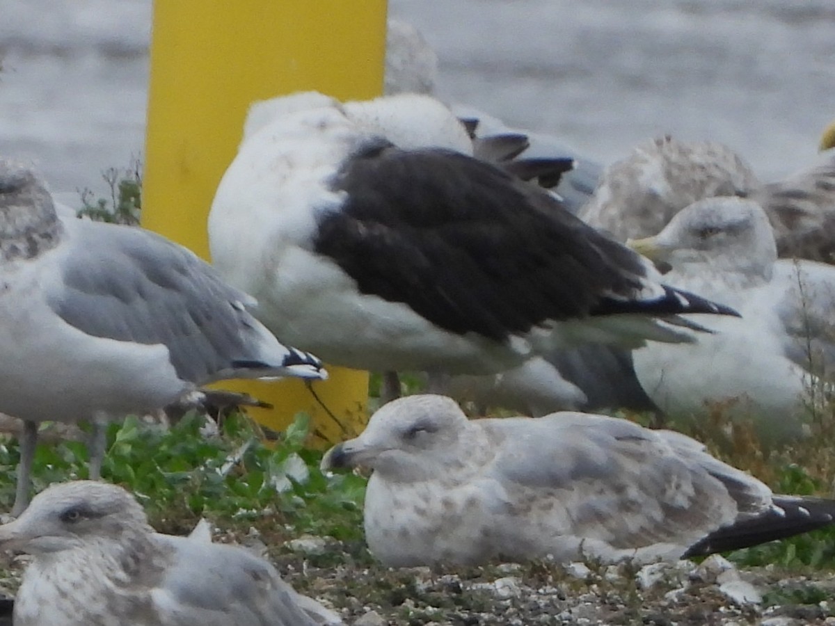 Great Black-backed Gull - ML643873048