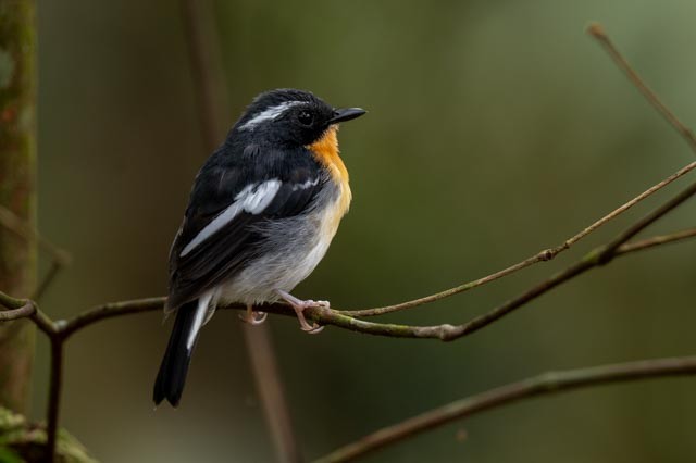 Papamoscas Pechirrufo - ML643873055