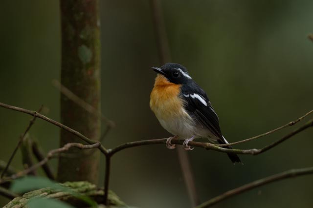 Papamoscas Pechirrufo - ML643873056