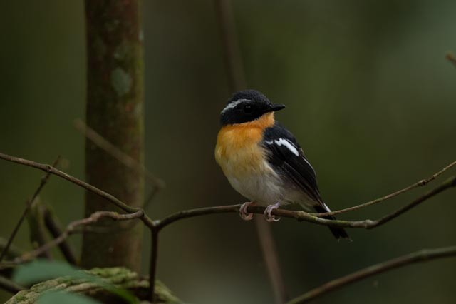 Papamoscas Pechirrufo - ML643873057