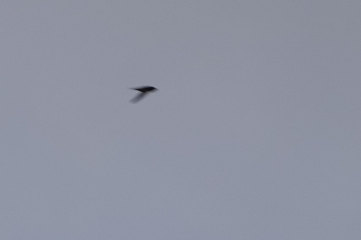 Common Swift - ML643873094