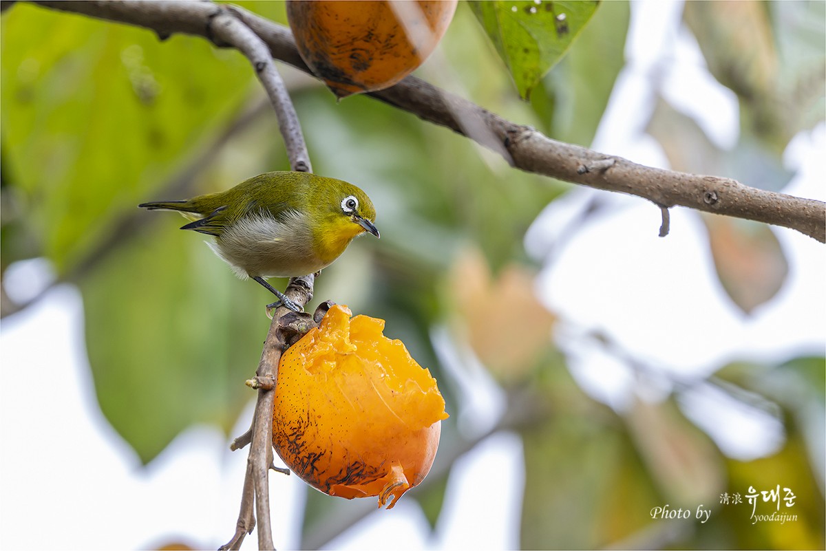 Warbling White-eye - ML643873114