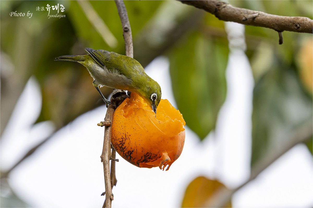 Warbling White-eye - ML643873115