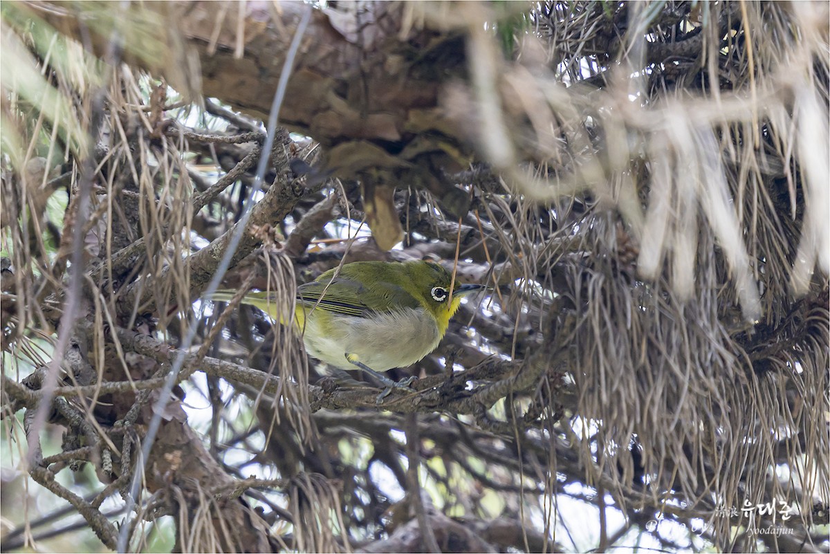 Warbling White-eye - ML643873116