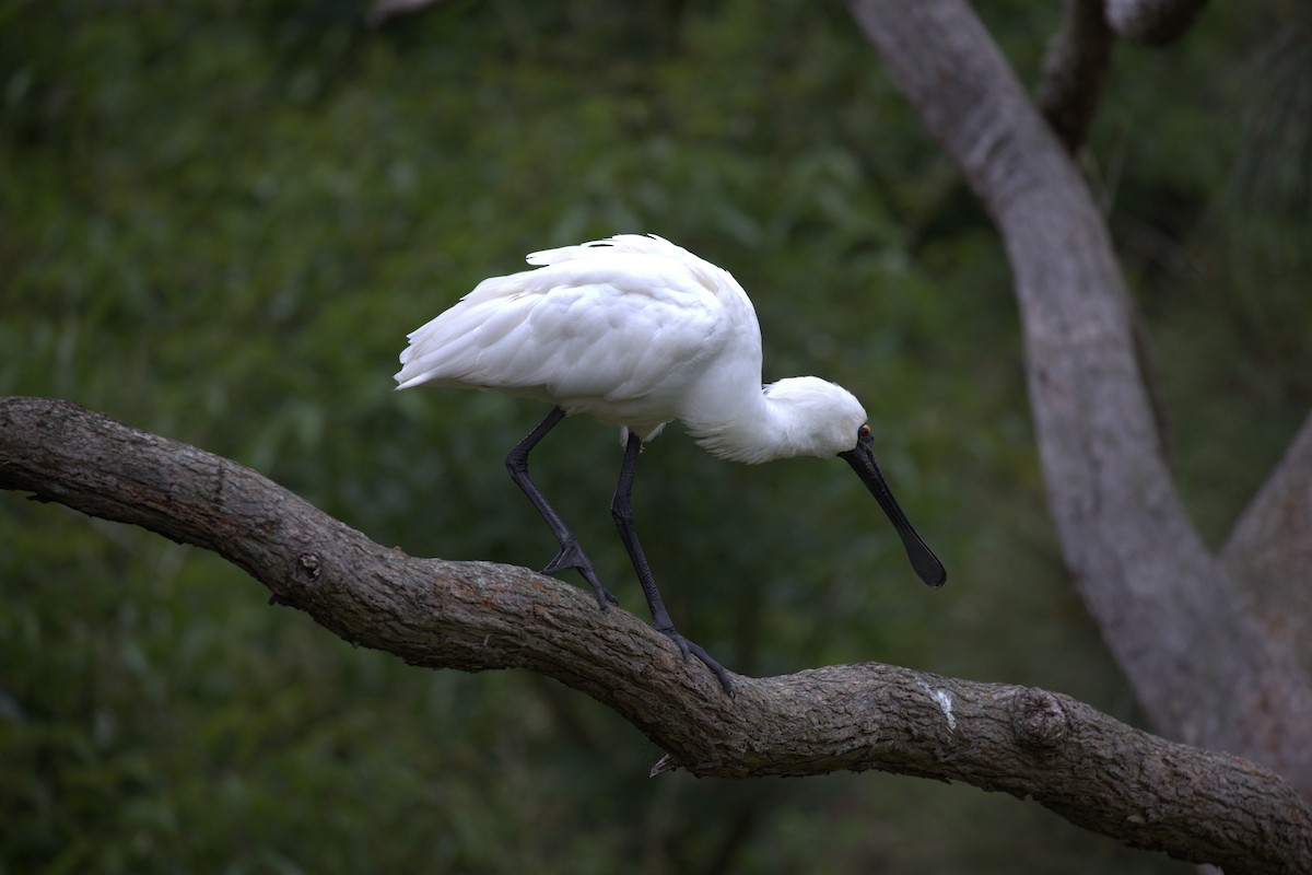 Kara Yüzlü Kaşıkçı - ML643873121