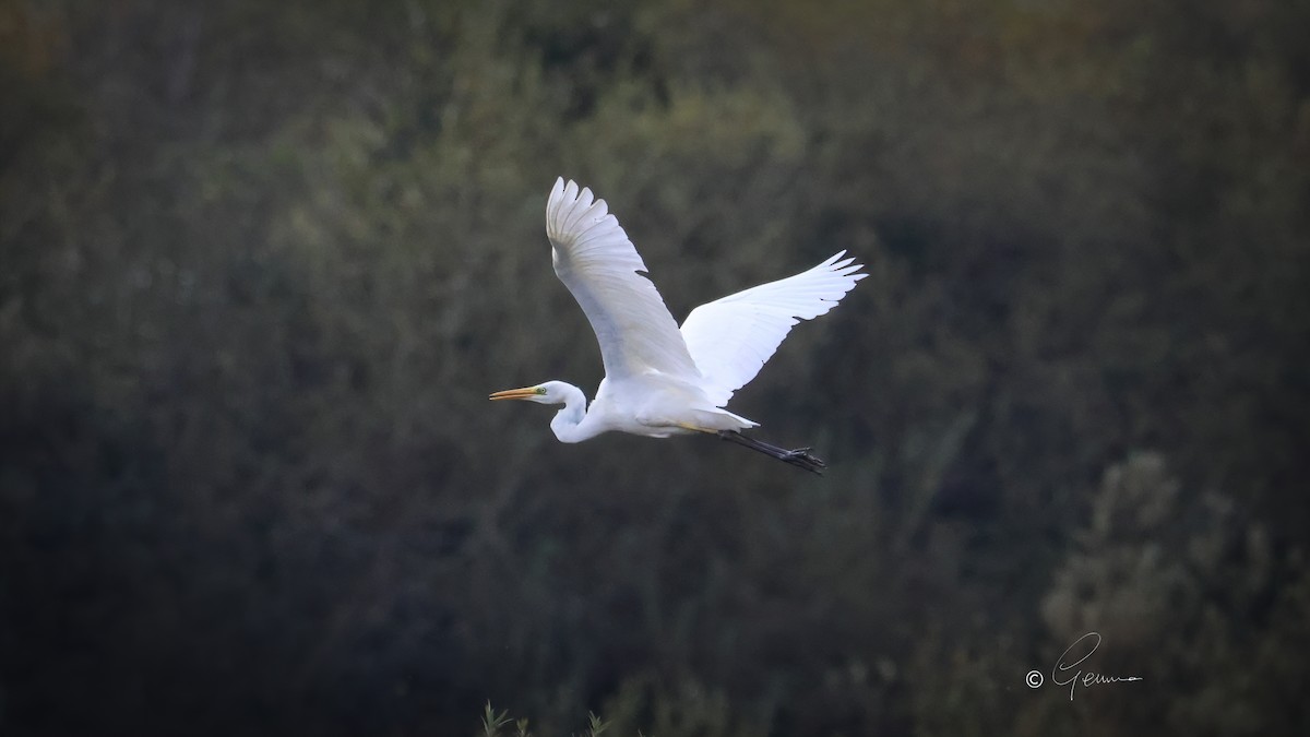 Great Egret - ML643873123