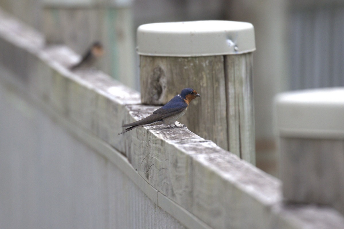 Haberci Kırlangıç - ML643873136