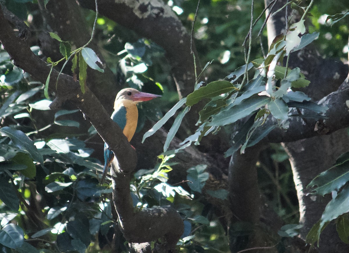 Stork-billed Kingfisher - ML643873142